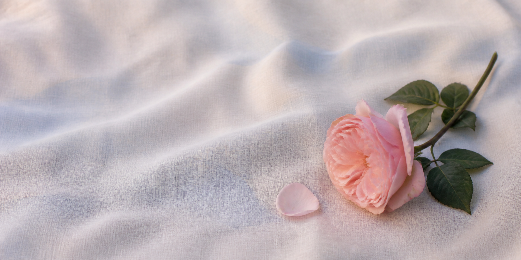 Blush roses in soft light for the Rose Circle